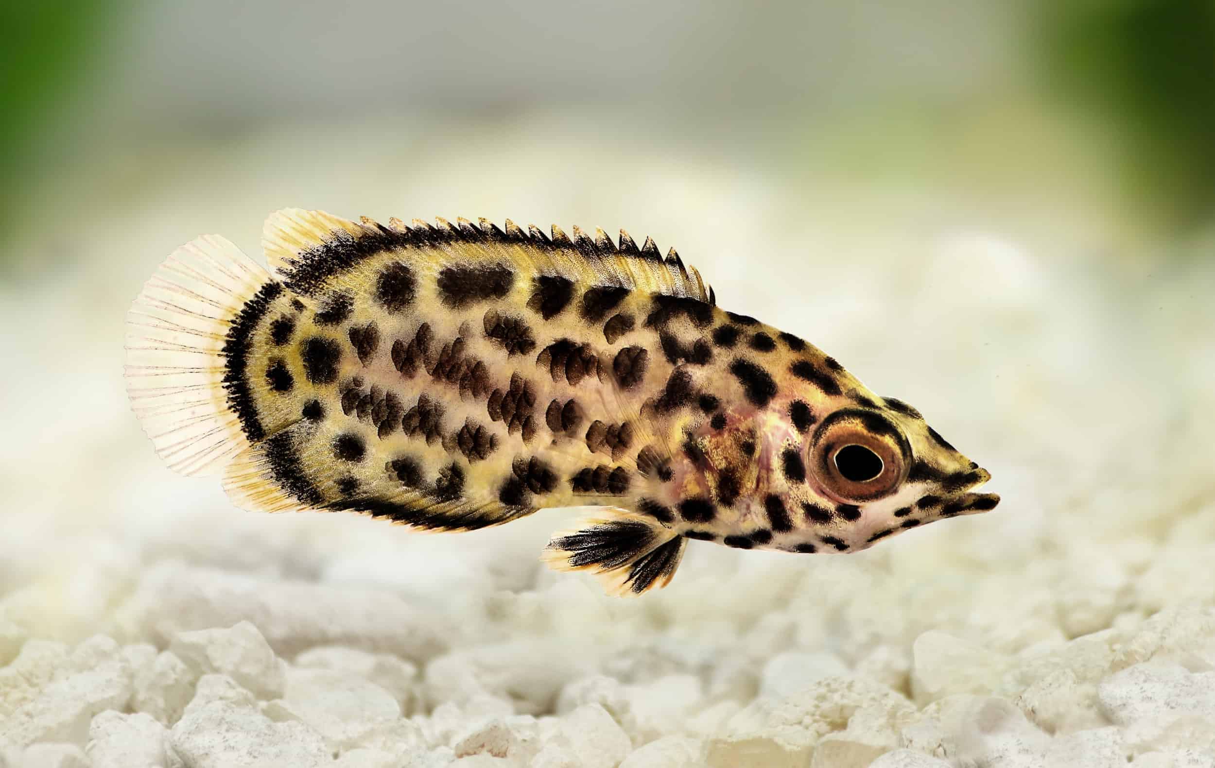 Leopard_Bush_Fish