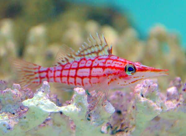 Longnose_Hawkfish