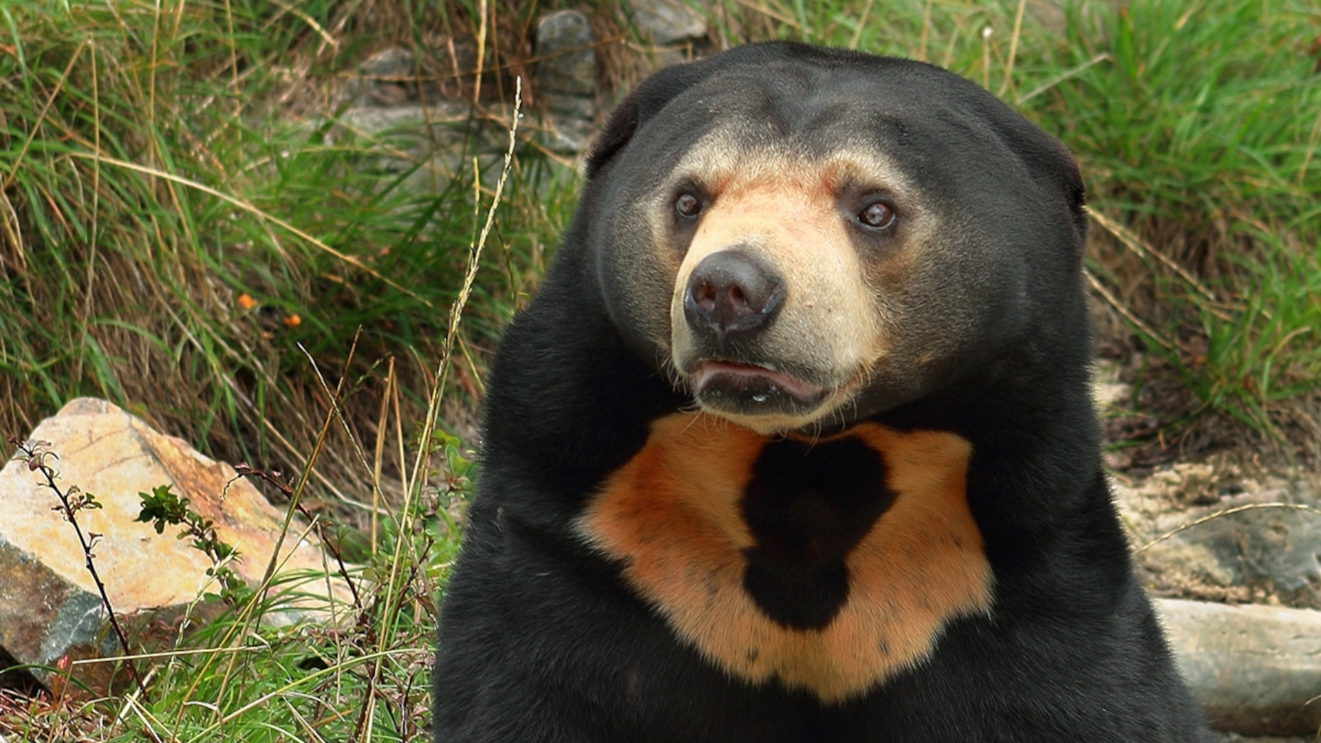 Malayan_Sun_Bear