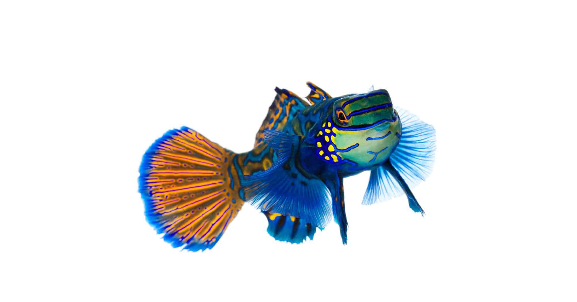 Mandarinfish_Mandarin_Dragonet