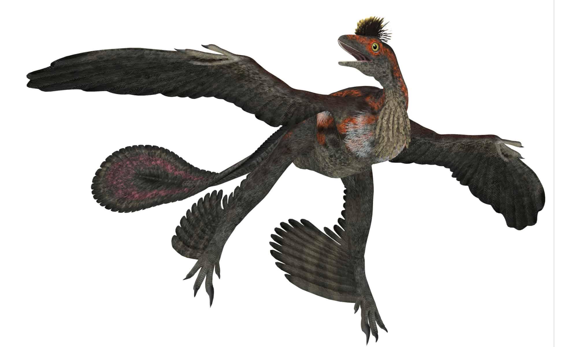 Microraptor