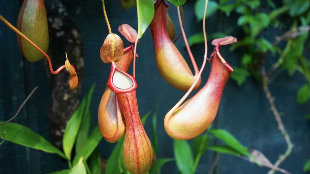 Nepenthes_Tropical_Pitcher_Plant