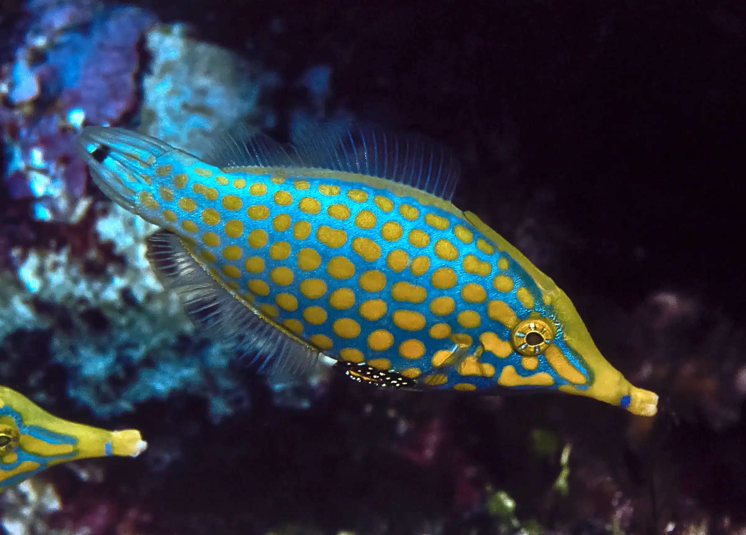 Orange_Spotted_Filefish