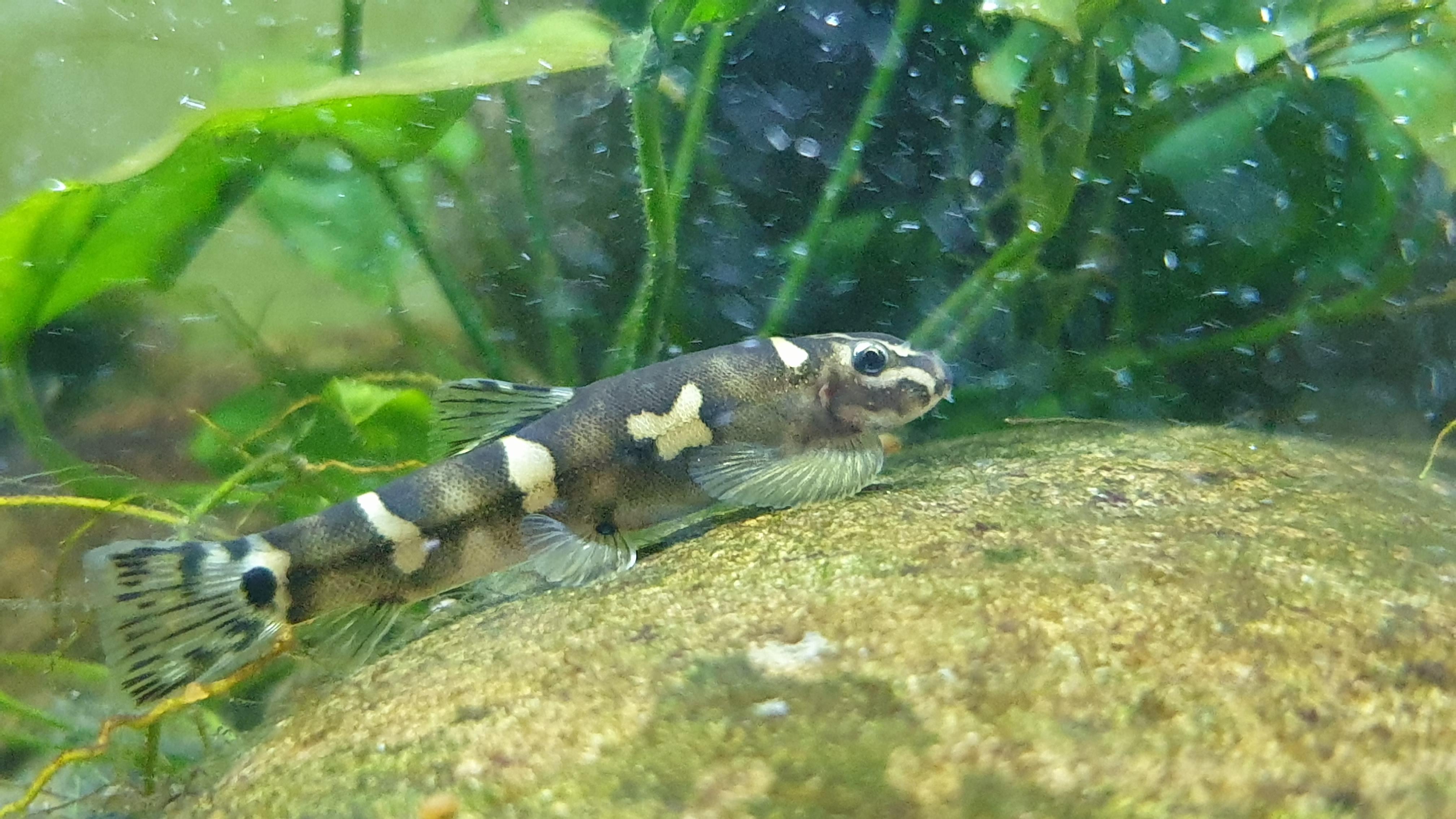 Panda_Loach