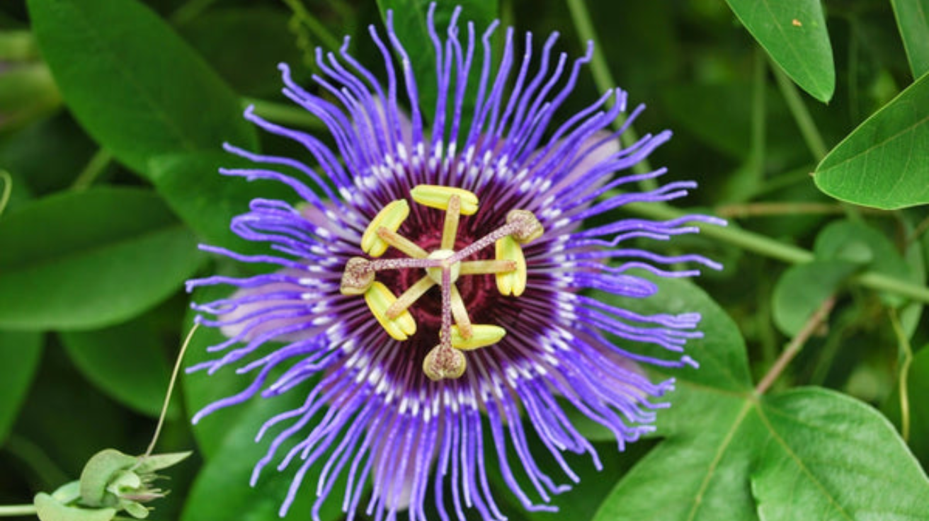 Passion_Flower