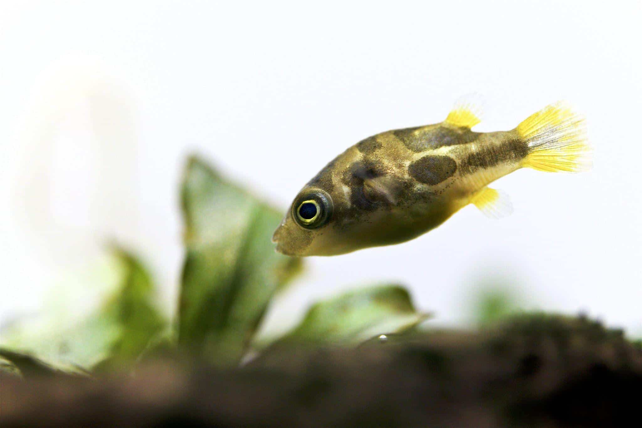 Pea_Puffer_Dwarf_Pufferfish