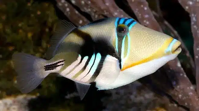 Picasso_Triggerfish