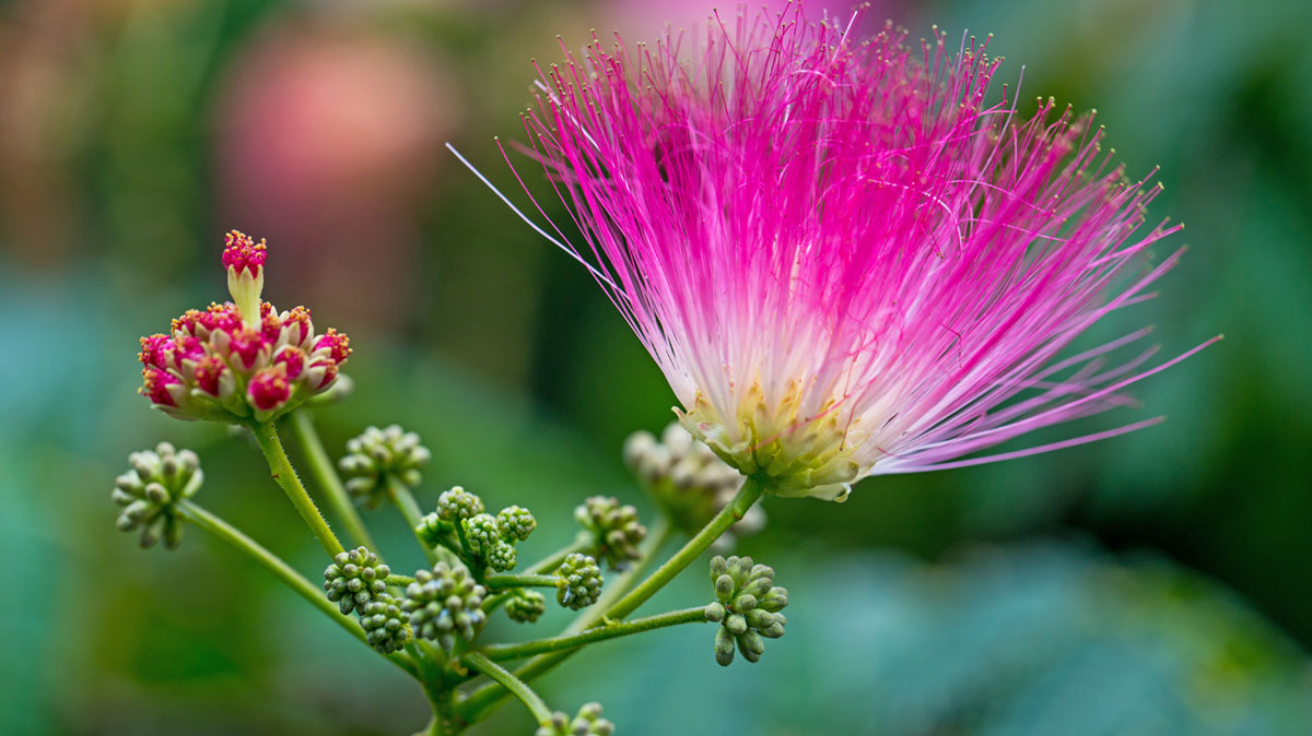 Pink_Silk_Tree