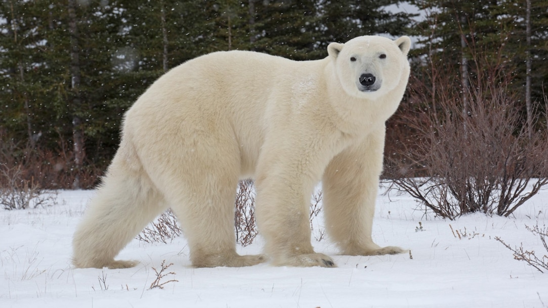 Polar_Bear