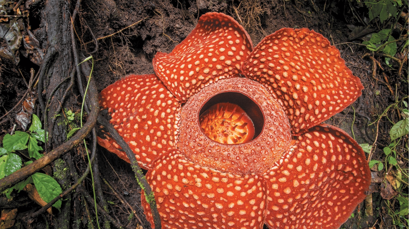 Rafflesia_Arnoldii