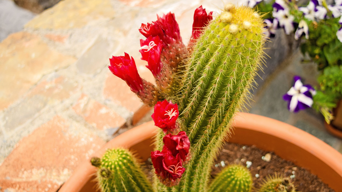 Red_Torch_Cactus