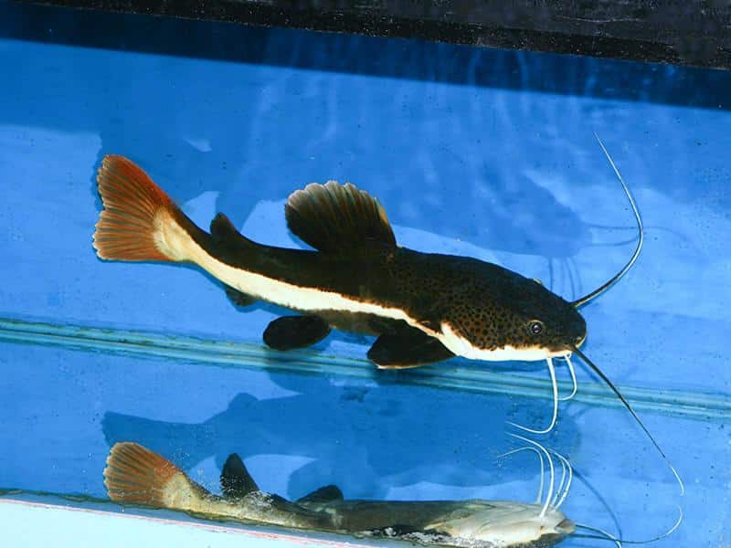 Redtail_Catfish