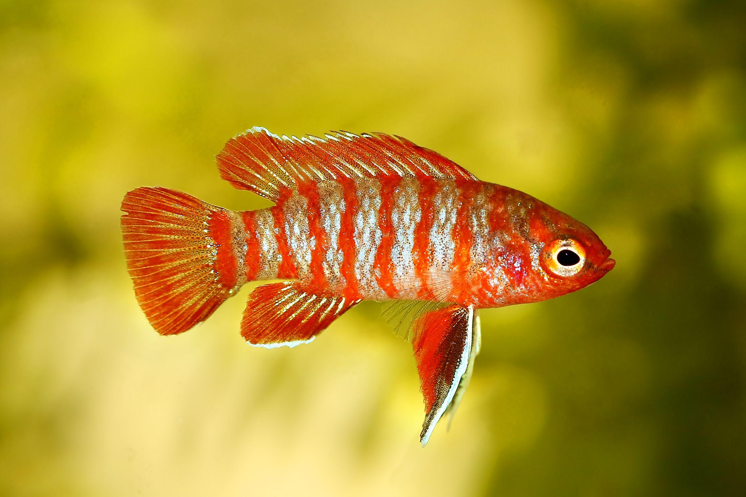 Scarlet_Badis