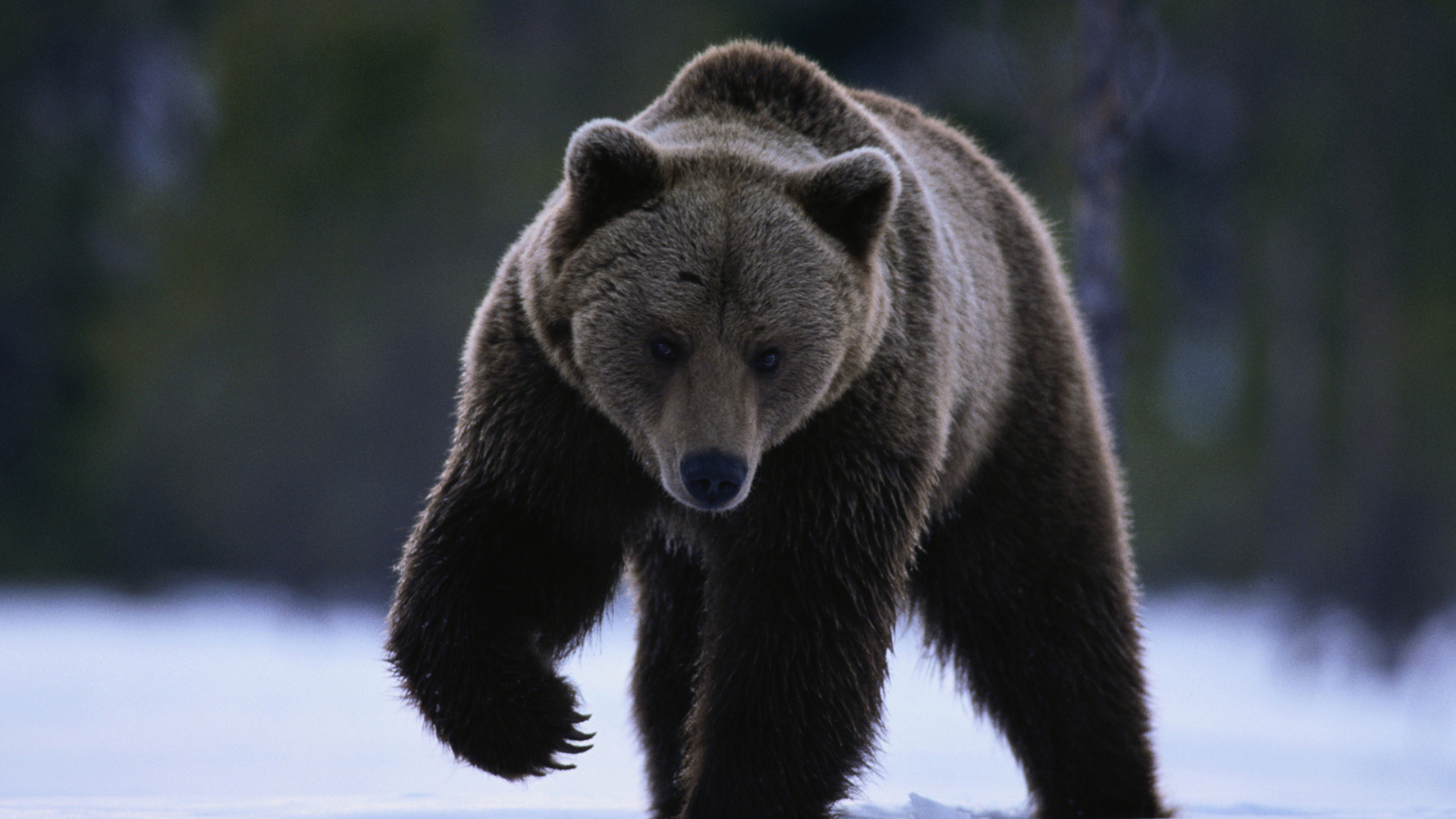 Siberian_Brown_Bear