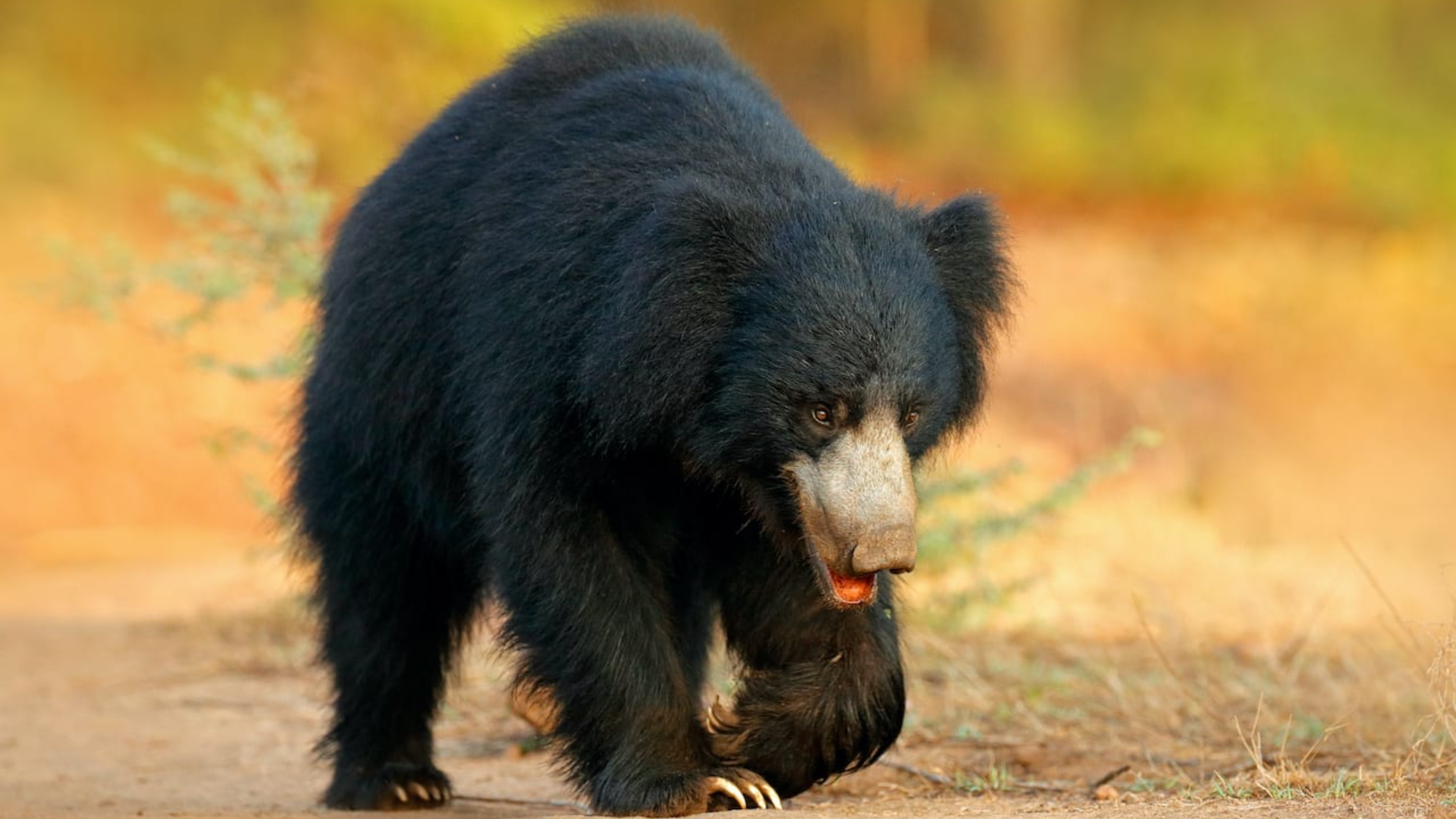 Sloth_Bear