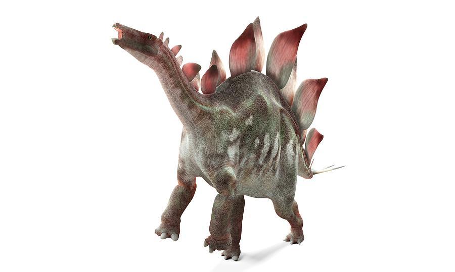 Stegosaurus