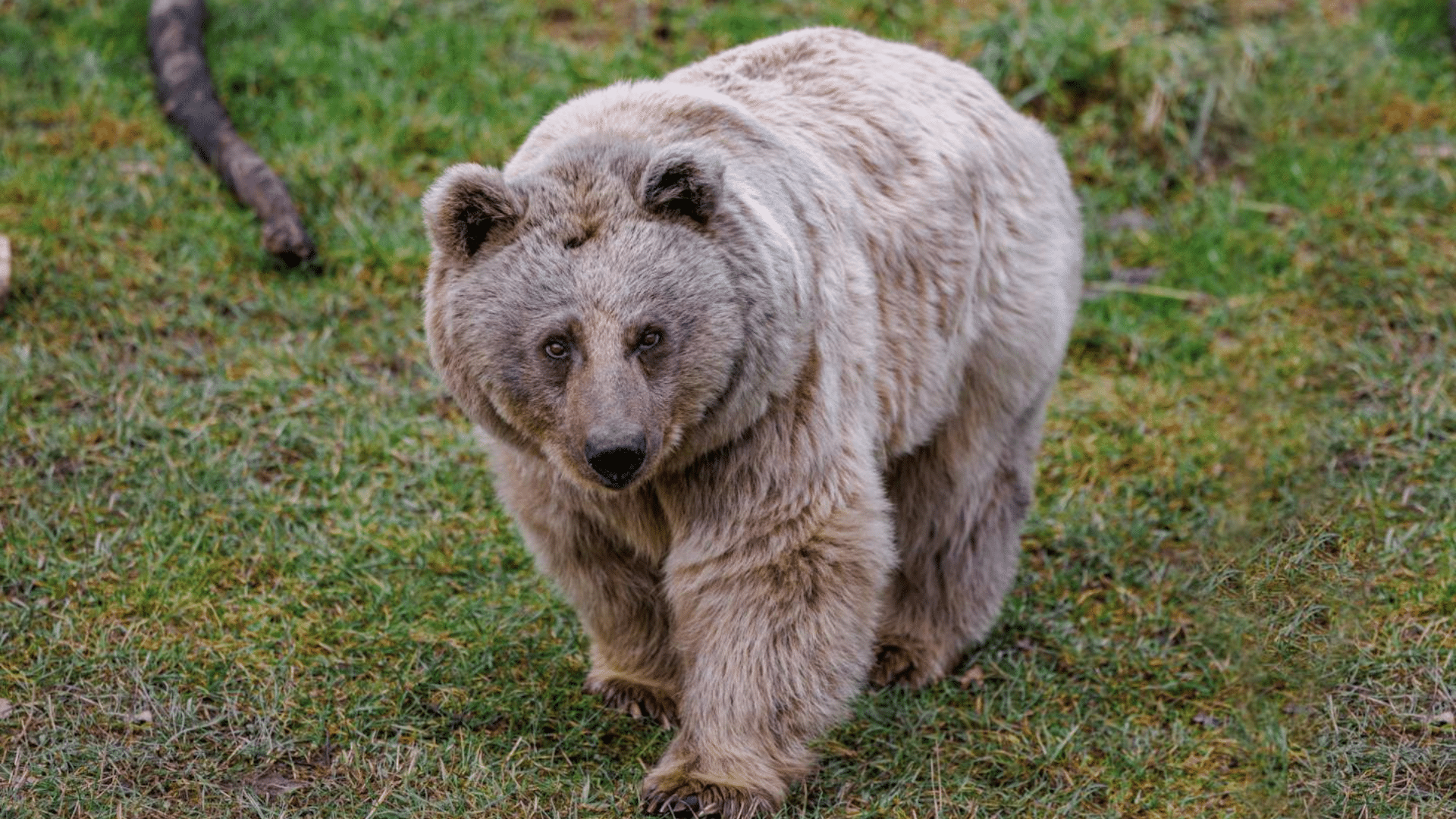 Syrian_Brown_Bear