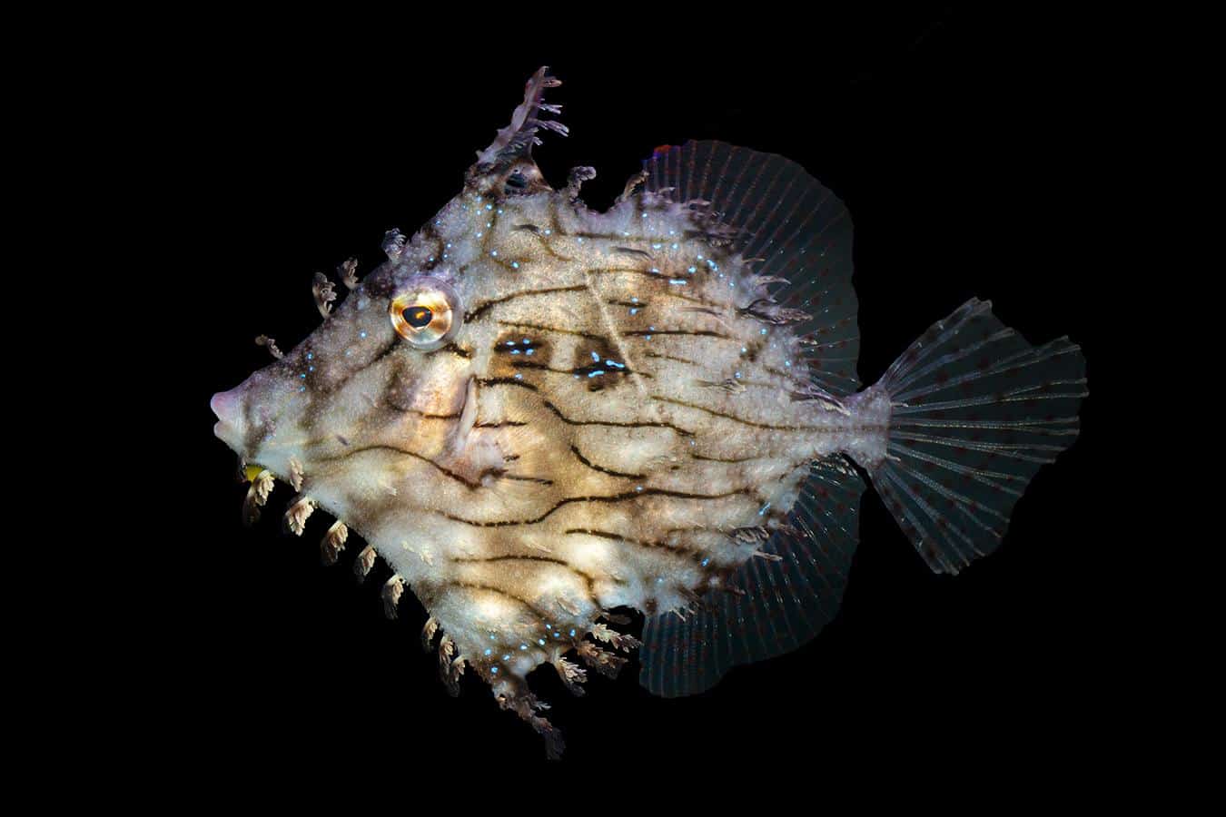 Tassled_Filefish