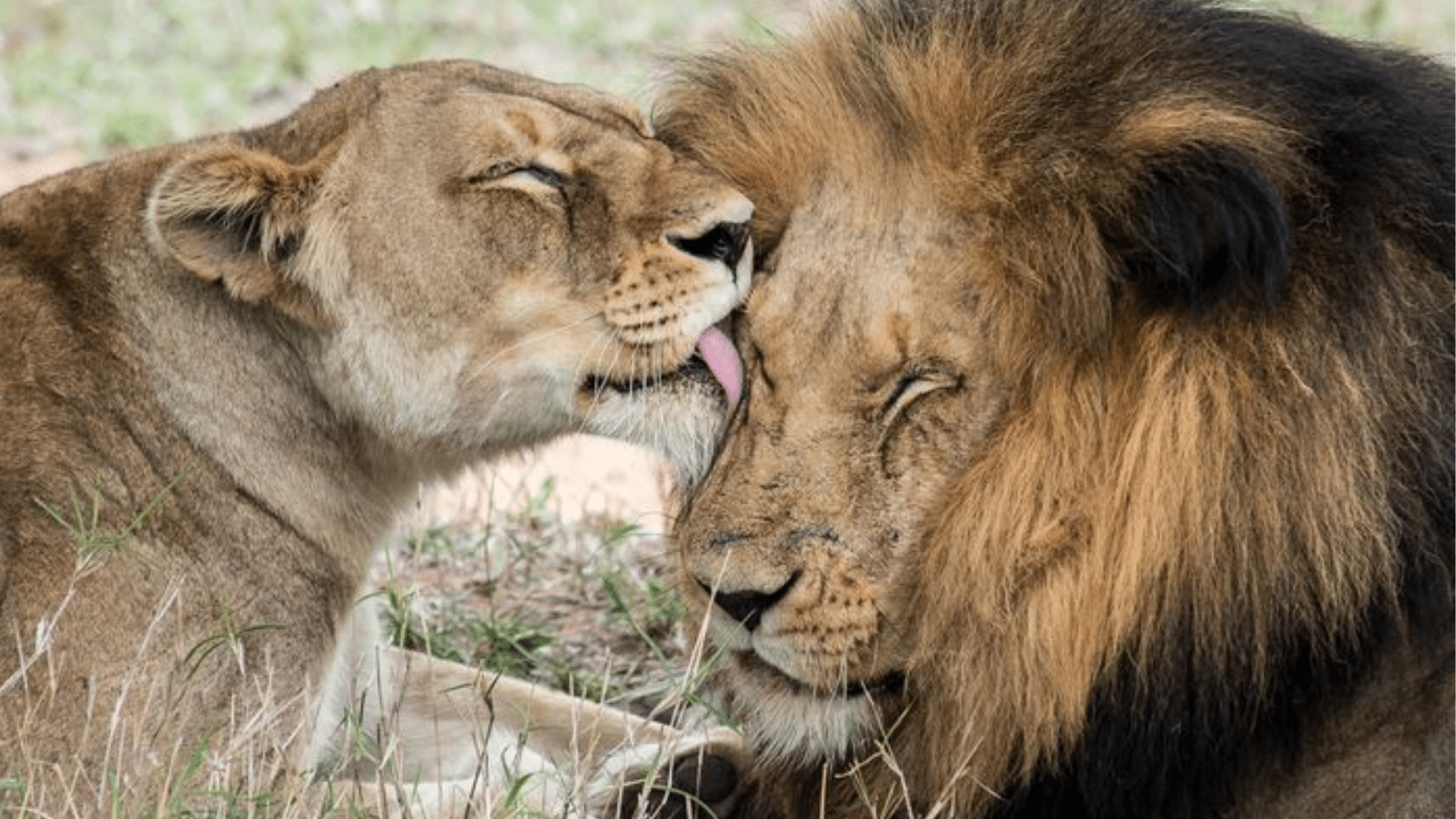 Unique_Behaviors_of_Lions_You_Should_Know_Riveting_Facts