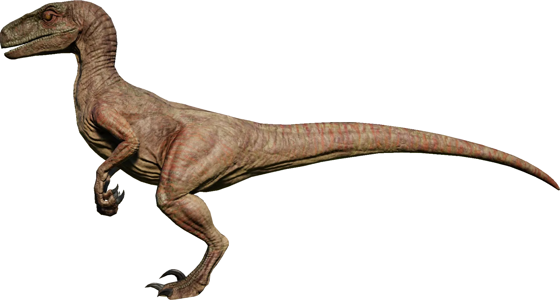 Velociraptor