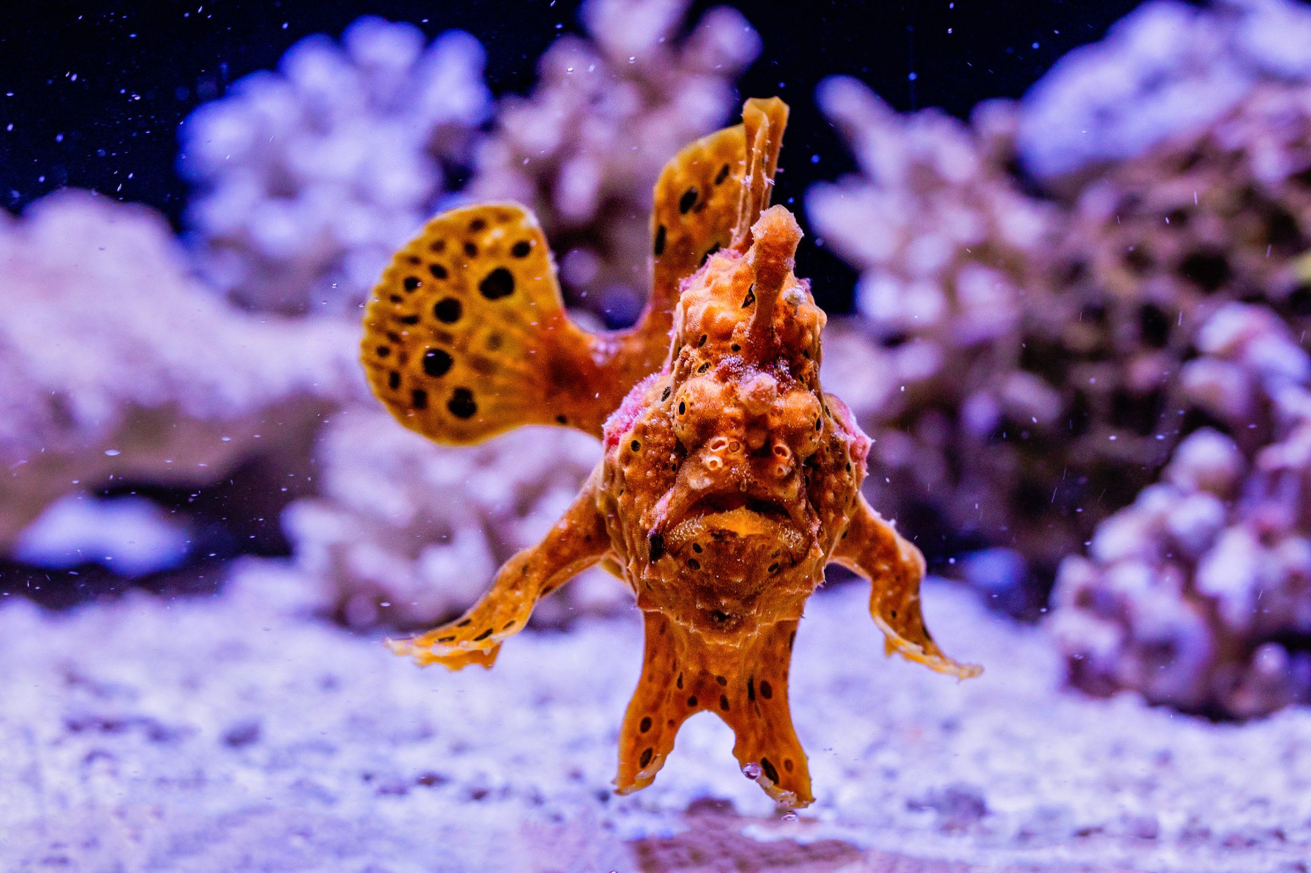 Warty_Frogfish