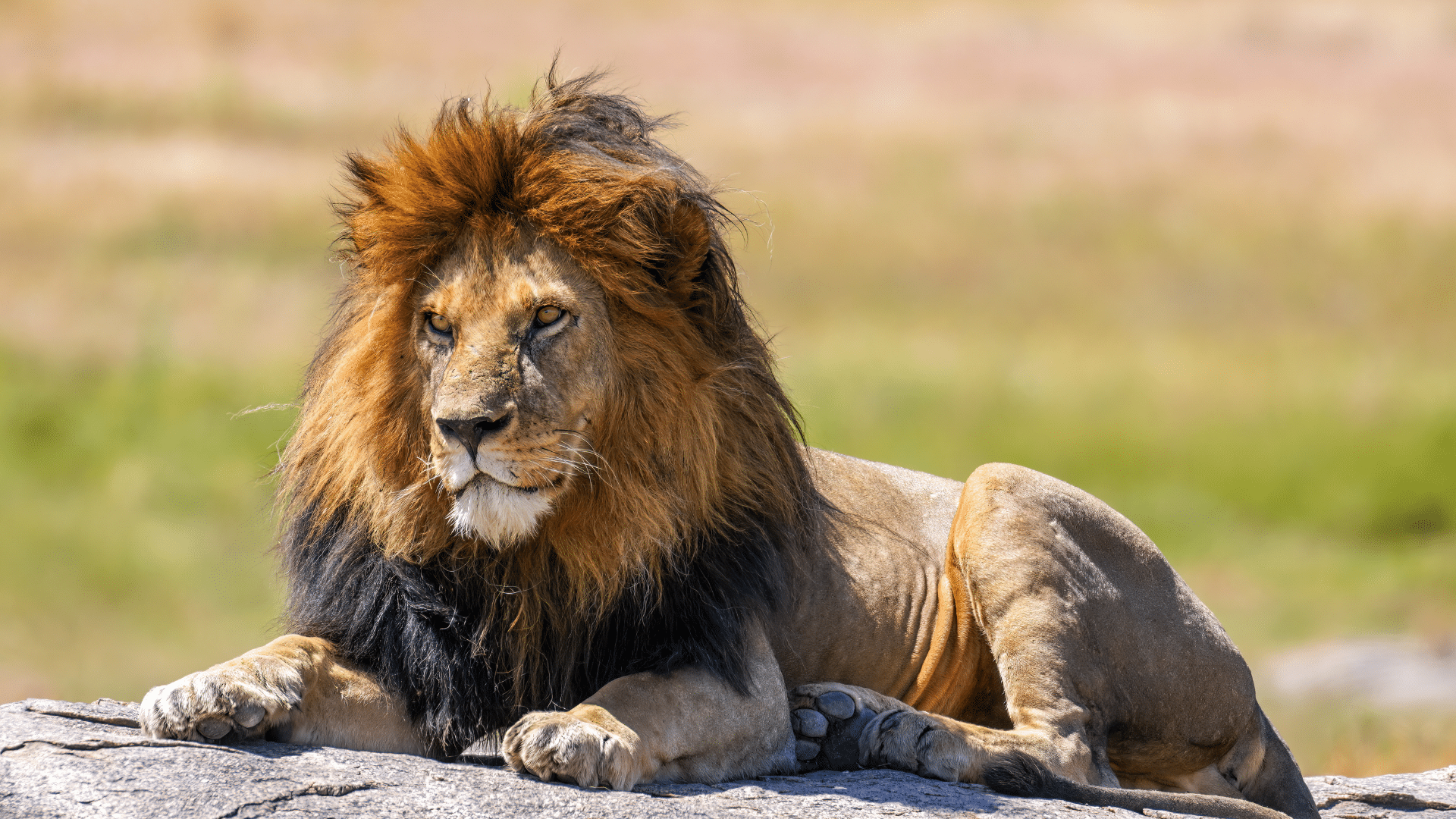 Why_Lions_Are_Called_the_Kings_of_the_Jungle