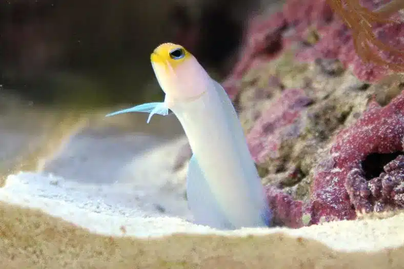 Yellowhead_Jawfish