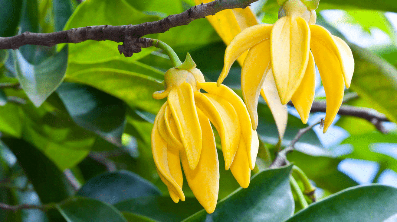 Ylang-Ylang